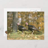 秋の男女のトルコの組の写真 ポストカード (正面/裏面)