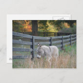 秋の畑のロバ ポストカード (正面/裏面)
