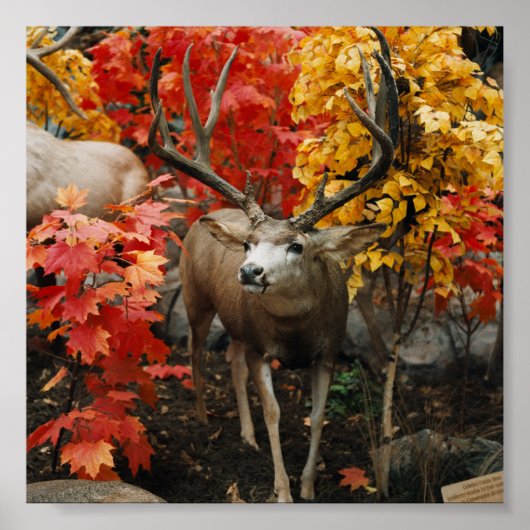 秋の白い尾 ポスター (正面)