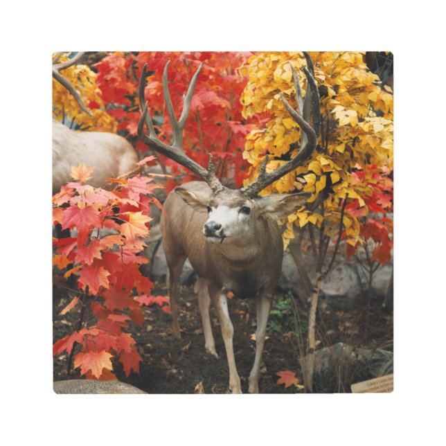 秋の白い尾 メタルプリント (正面)