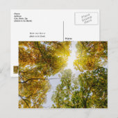 秋の砂糖漬け葉書を通る日光 ポストカード (正面/裏面)