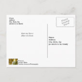 秋の砂糖漬け葉書を通る日光 ポストカード (裏面)