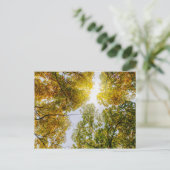 秋の砂糖漬け葉書を通る日光 ポストカード (スタンド正面)