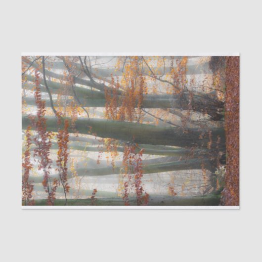 秋の神秘的で霧深い森林 薄葉紙 (正面)