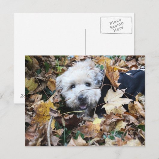 秋の秋 ポストカード (正面/裏面)