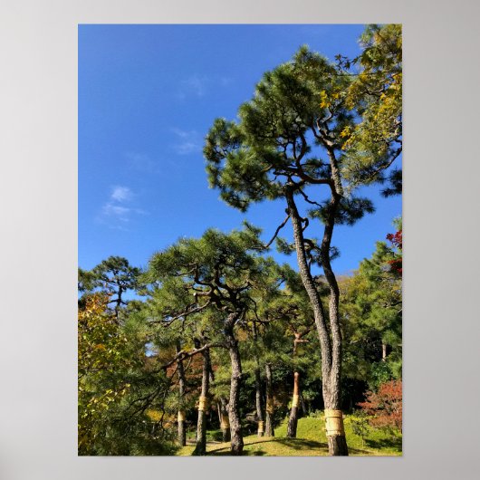 秋の空の松 ポスター (正面)