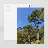 秋の空の松 ポストカード (正面/裏面)