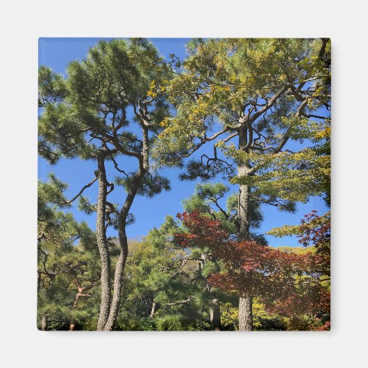 秋の空の松 マグネット (正面)