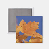秋の紅葉と青空、ホワイト マグネット (正面/裏面)