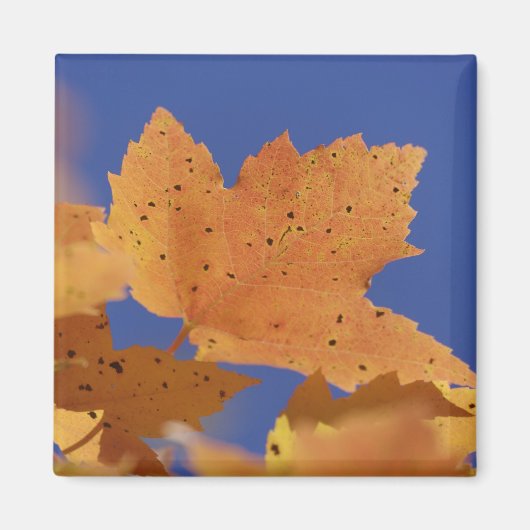 秋の紅葉と青空、ホワイト マグネット (正面)