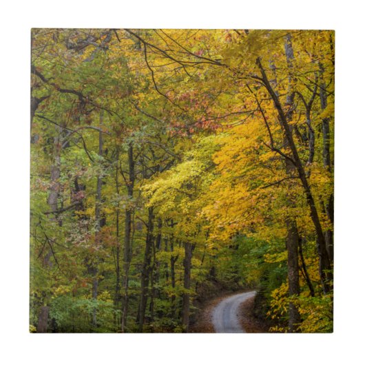 秋の紅葉に囲まれた小石の道 タイル (正面)