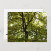 秋の紅葉の中 ポストカード (正面/裏面)