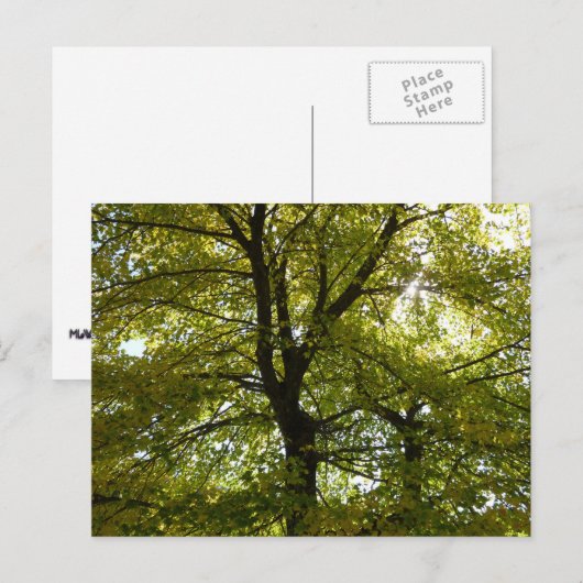 秋の紅葉の中 ポストカード (正面/裏面)