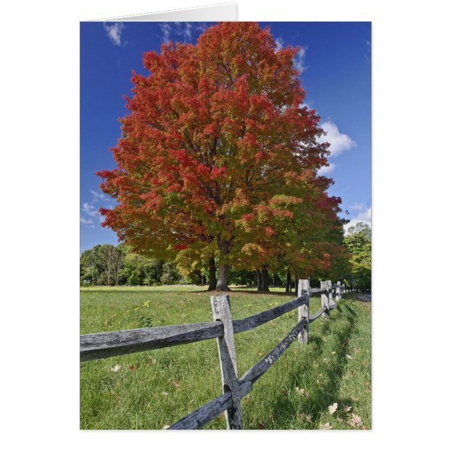 秋の紅葉の赤いカエデの木、コンコード近く、2 (正面)
