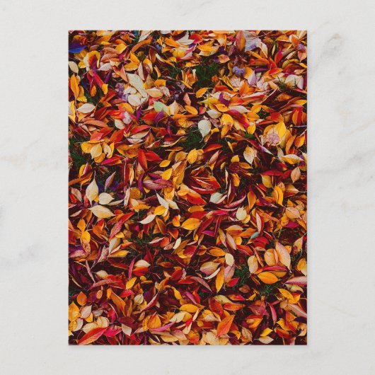 秋の紅葉 もみじの葉  ポストカード (正面)