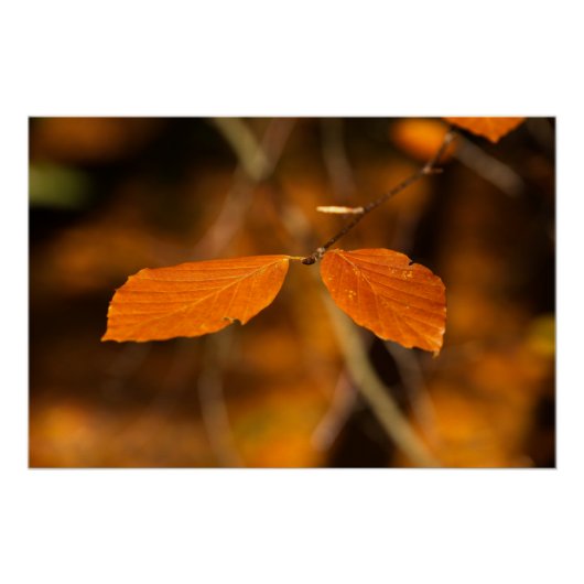 秋の紅葉 ポスター (正面)