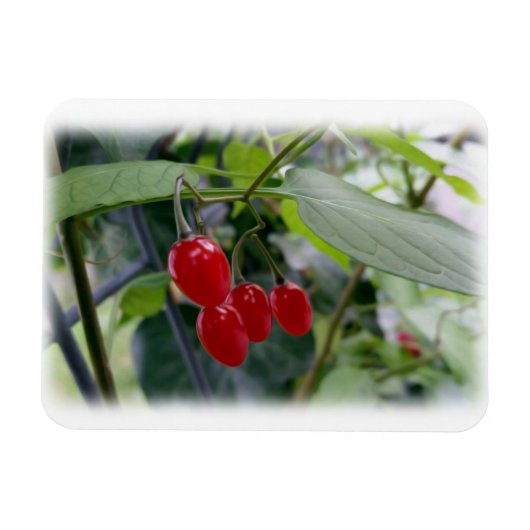 秋の紅葉 マグネット (横)