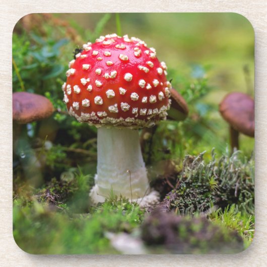 秋の美しい コースター (正面)