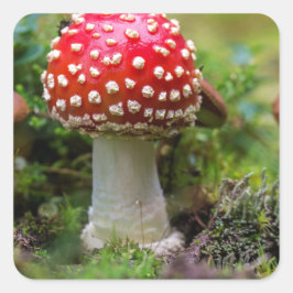 秋の美しい スクエアシール