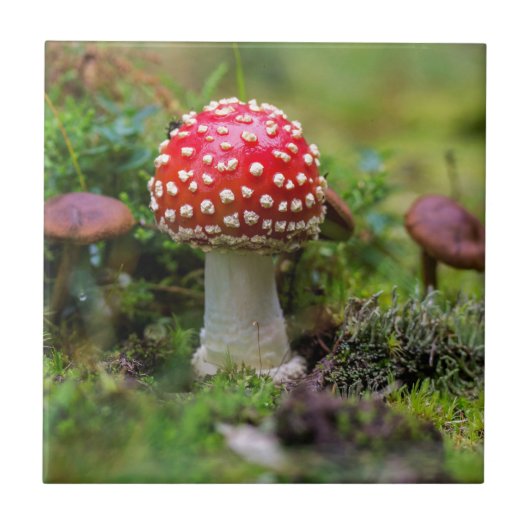 秋の美しい タイル (正面)