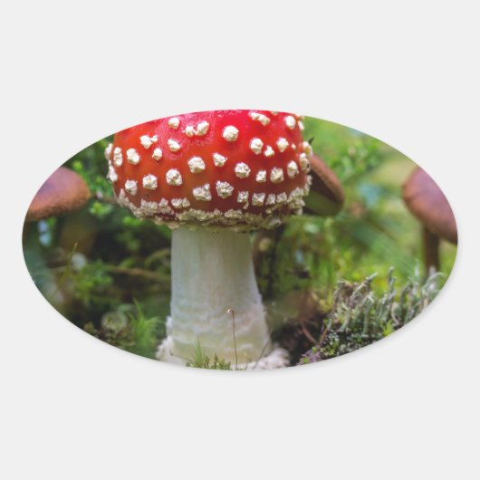 秋の美しい 楕円形シール (正面)