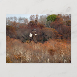 秋の翼 ポストカード