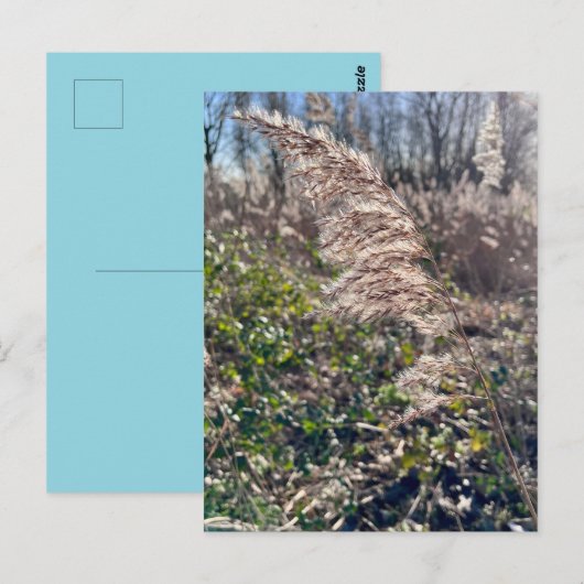 秋の至福… ポストカード (正面/裏面)