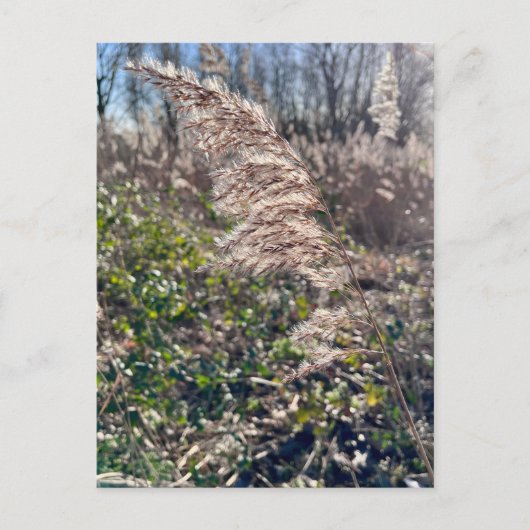 秋の至福… ポストカード (正面)