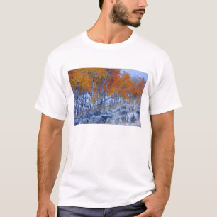 秋の色づいたポプラの木々 ビッグホーン山脈、 Tシャツ