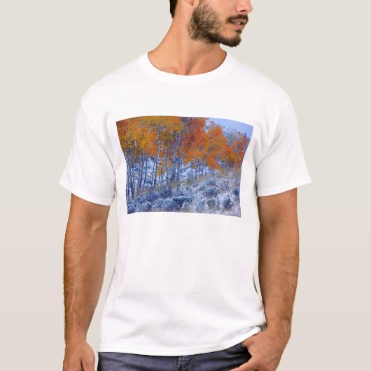 秋の色づいたポプラの木々 ビッグホーン山脈、 Tシャツ (正面)