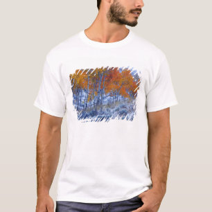 秋の色に染まるアスペンの木々、ビッグホーン山脈、 Tシャツ