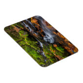 秋の色に沿ってスタベリークリーク秋 マグネット (右側)