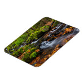 秋の色に沿ってスタベリークリーク秋 マグネット (左側)