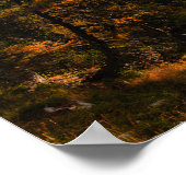 秋の色のヨーロッパの金色のカラマツ ポスター (角)