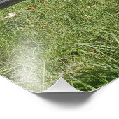 秋の色の赤いカエデの木、コンコードの近く、2 フォトプリント            (角)