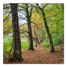 秋の色 フォトプリント           