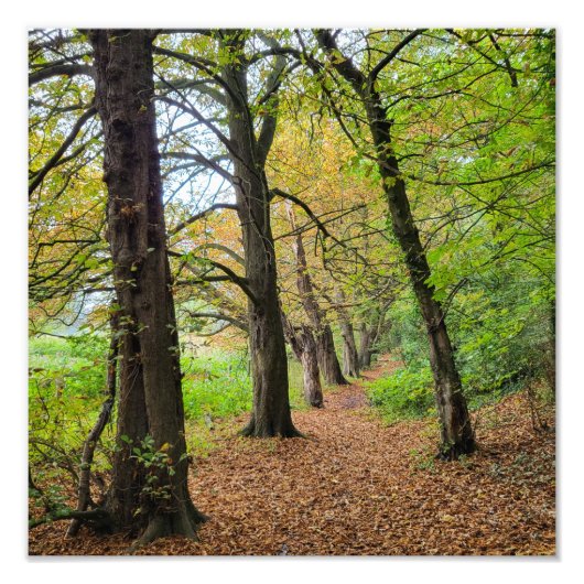 秋の色 フォトプリント            (正面)