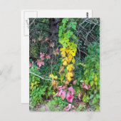 秋の色 ポストカード (正面/裏面)