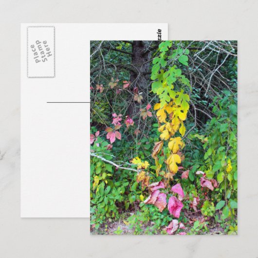 秋の色 ポストカード (正面/裏面)