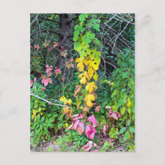 秋の色 ポストカード