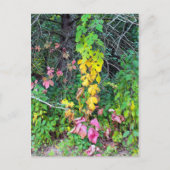 秋の色 ポストカード (正面)