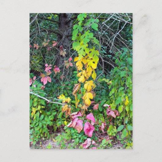 秋の色 ポストカード (正面)