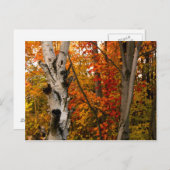 秋の色、北オンタリオ ポストカード (正面/裏面)