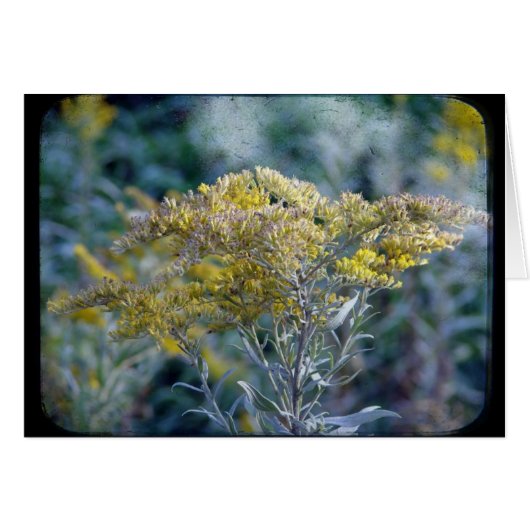 秋の花 (正面横)