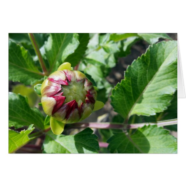 秋の芽 (正面横)