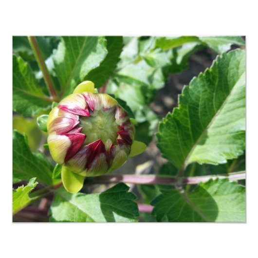 秋の芽 フォトプリント            (正面)