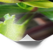 秋の芽 フォトプリント            (角)