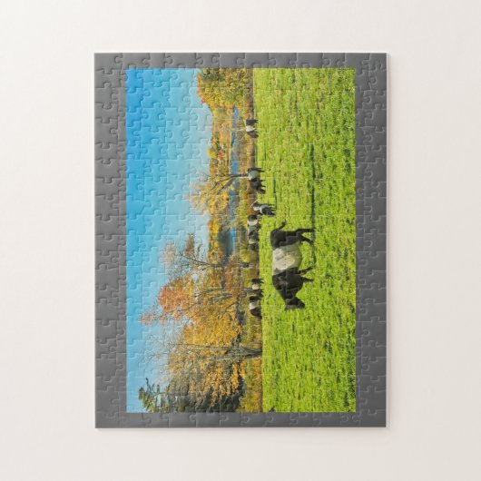 秋の草で牧草を食べているギャロウェーベルトを付けられた牛 ジグソーパズル (縦)