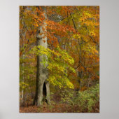 秋の華 ポスター (正面)