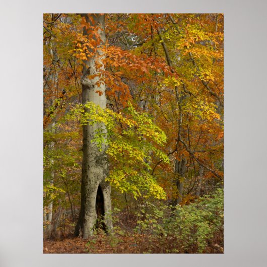 秋の華 ポスター (正面)